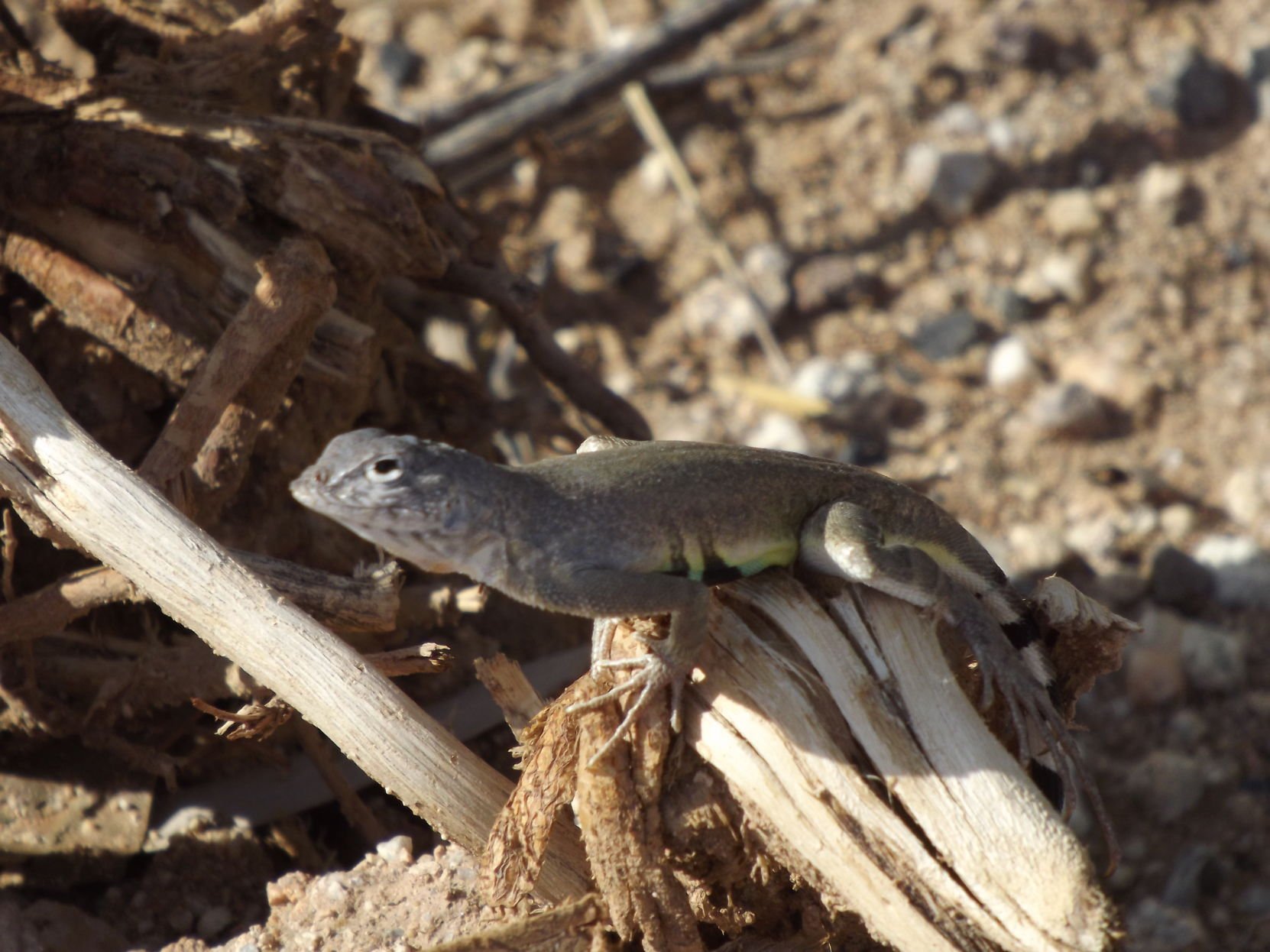 Lizard